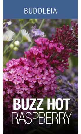 Buddleia Buzz Hot Raspberry