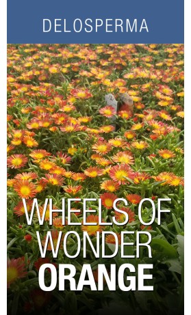 DEL Wheels of Wonder Orange