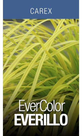 Carex EverColor Everillo