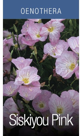 Oenothera Siskiyou Pink