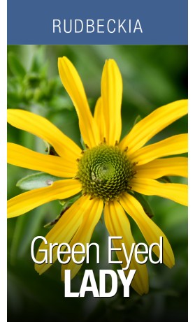 Rudbeckia Green Eyed Lady