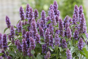 Agastache Beelicious Purple 21