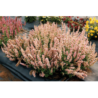 Agastache Pink Pearl 72