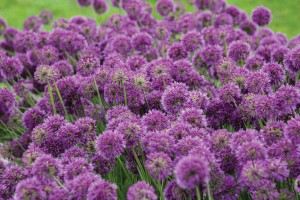 Allium Lavender Bubbles 50