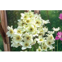 Anemone Spring Beauty White 21