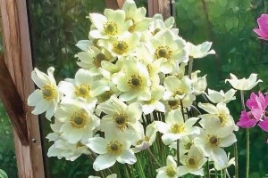 Anemone Spring Beauty White 21