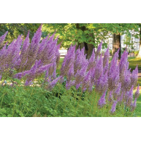 Astilbe Purple Candles 21