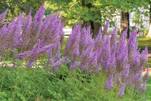 Astilbe Purple Candles 21