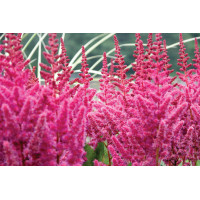 Astilbe Vision in Red 21
