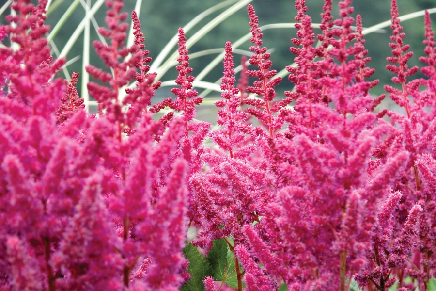 Astilbe Vision in Red 50