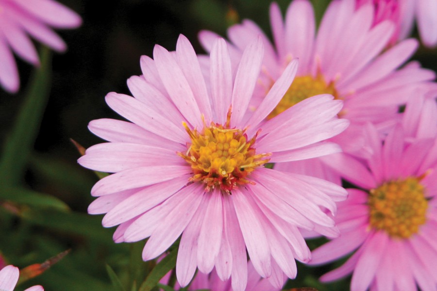 Aster Wood’s Pink 72