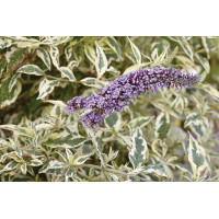 Buddleia Butterfly Gold 72