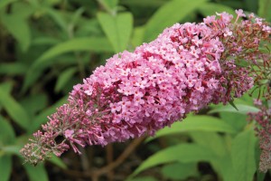 Buddleia Pink Delight 50