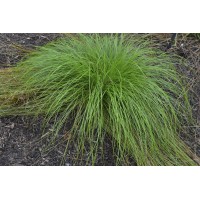 Carex rosea 72