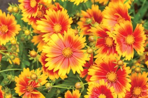 Coreopsis Uptick Gold and Bronze 21