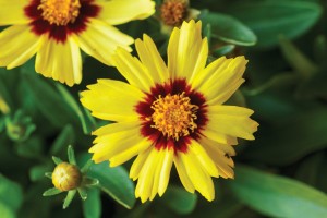 Coreopsis Uptick Yellow and Red 72