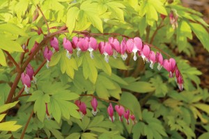 Dicentra Gold Heart 21
