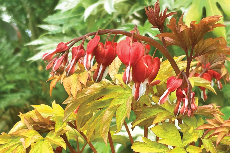 Dicentra Ruby Gold 21