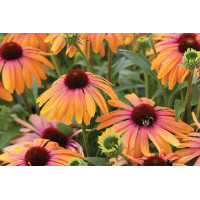 Echinacea Butterfly Rainbow Marcella 21