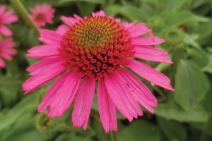 Echinacea Delicious Candy 72