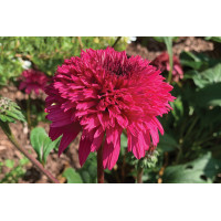 Echinacea Lovely Lolly 21