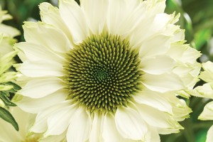 Echinacea Sunseekers White Perfection 72