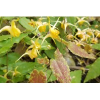 Epimedium Amber Queen 21