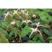 Epimedium Domino 21