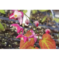 Epimedium Galadriel 21