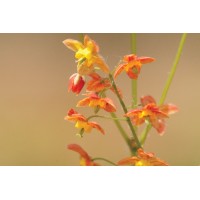 Epimedium Orange Queen 21