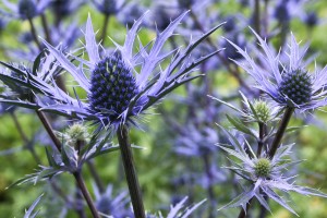 Eryngium Lapis Blue 72