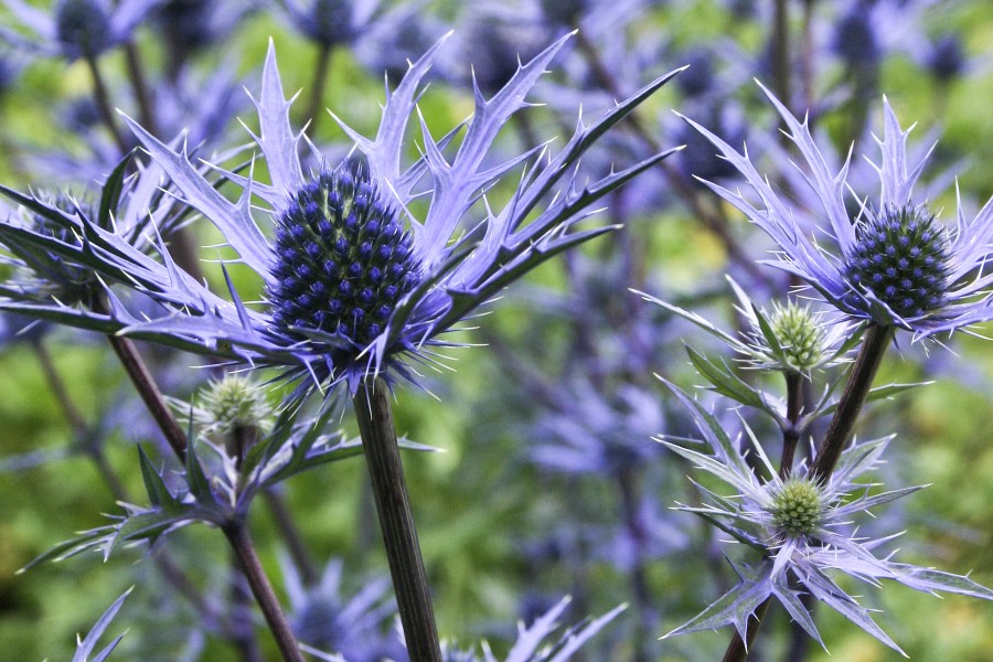 Eryngium Lapis Blue 72