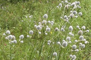 Eryngium yuccifolium 21