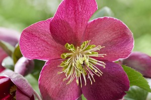 Helleborus Spring Sparkle Red 21