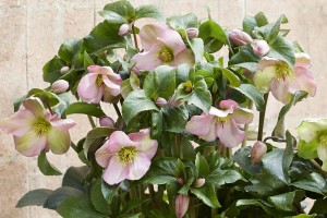 Helleborus Winter Sparkle Pink 21