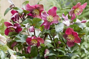 Helleborus Winter Sparkle Red 21