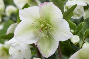 Helleborus Winter Sparkle White 21