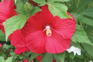 Hibiscus Lord Baltimore 21
