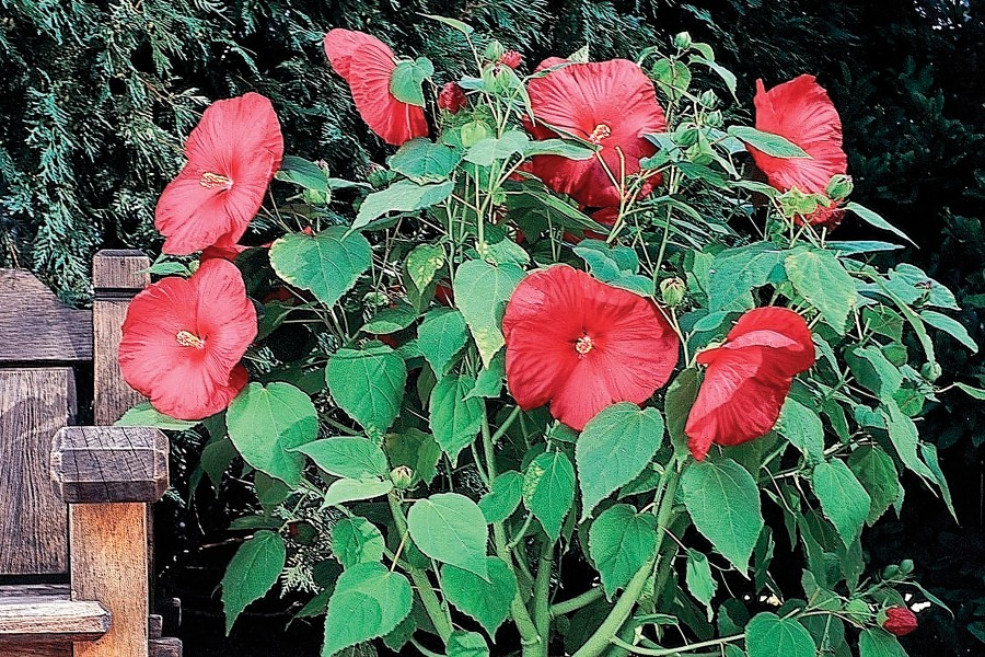 Hibiscus Luna Red 50