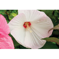 Hibiscus Luna White 50