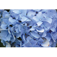 Hydrangea Nikko Blue 50