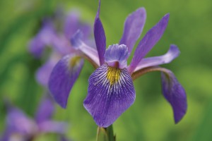 Iris Purple Flame 21