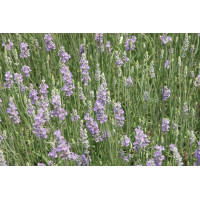 Lavender Provence 72