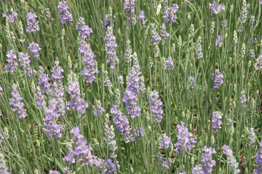 Lavender Provence 72