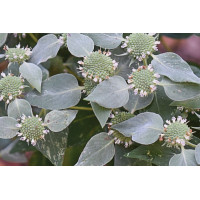 Pycnanthemum muticum 21