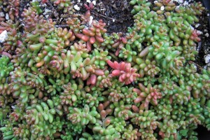Sedum Coral Carpet 72