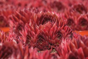 Sempervivum Colorockz® Coral Red 72