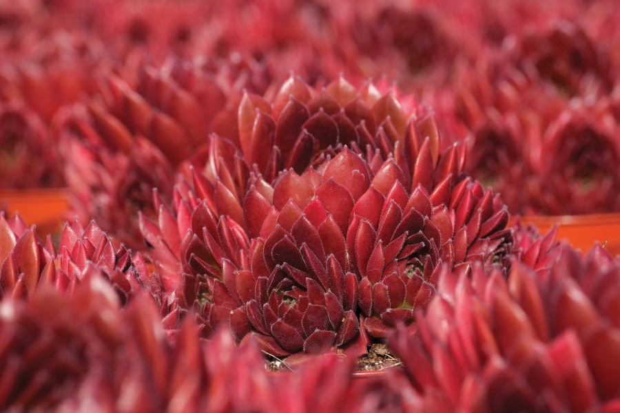 Sempervivum Colorockz® Coral Red 21