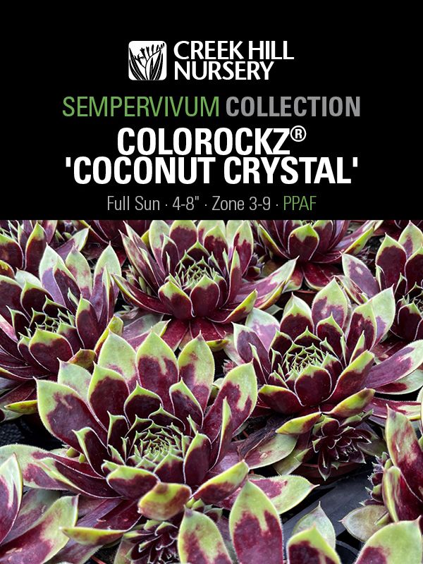 Sempervivum Colorockz 'Coconut Crystal'