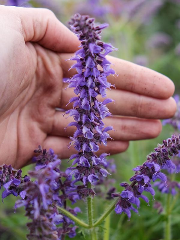 Salvia Feathers 'Peacock'